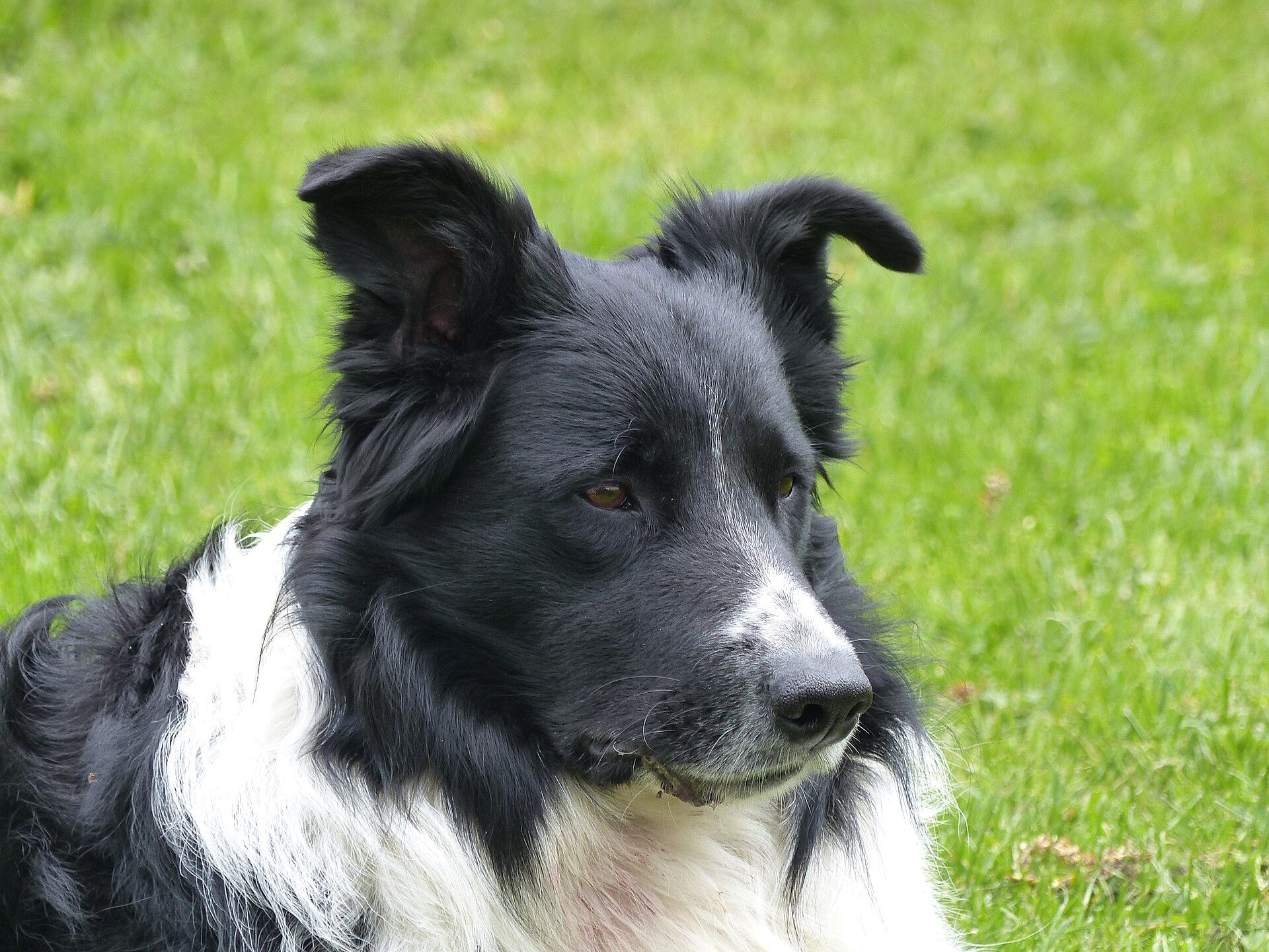 A border collie in profile on green grass