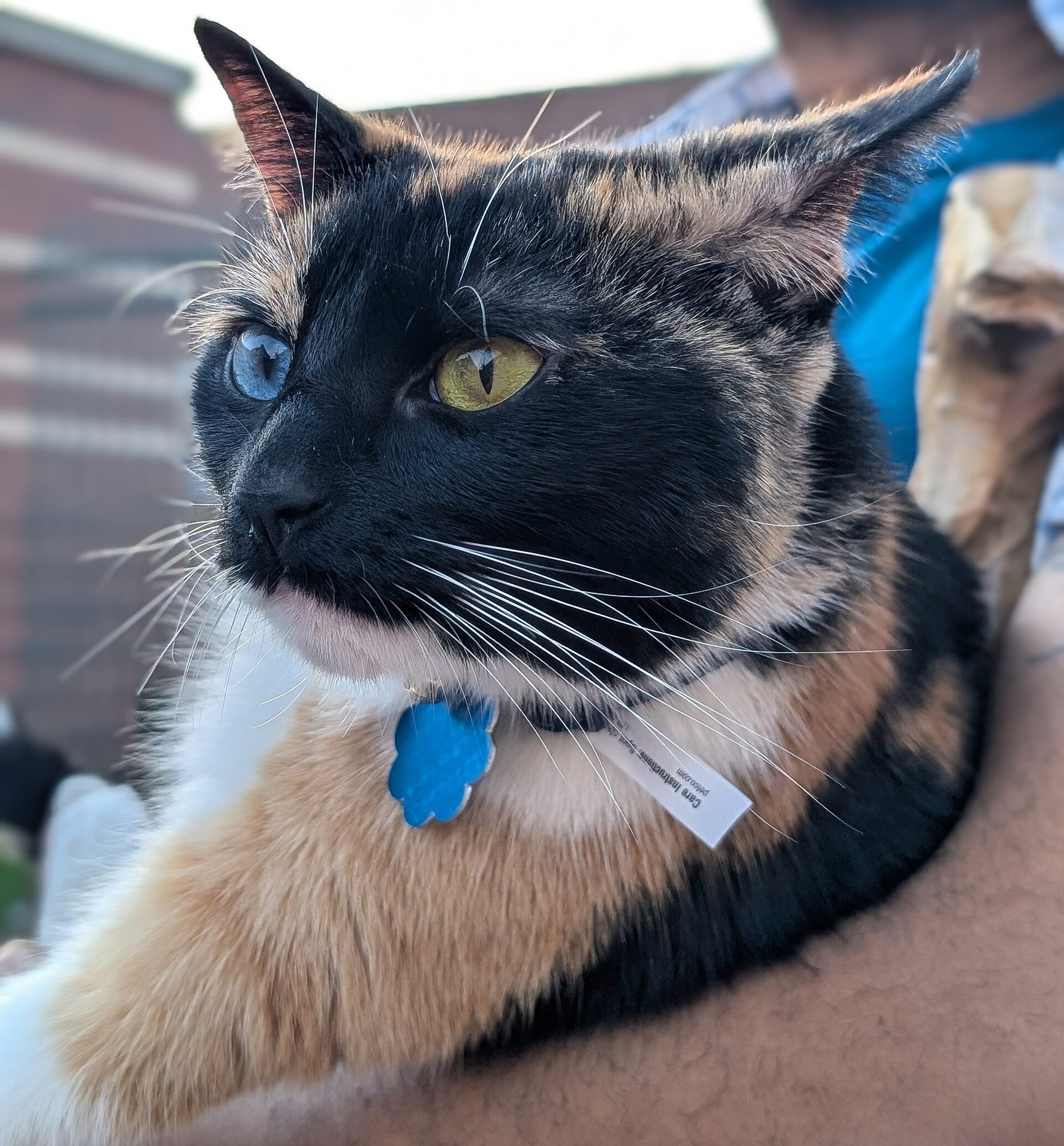 A calico cat wearing a blue collar
