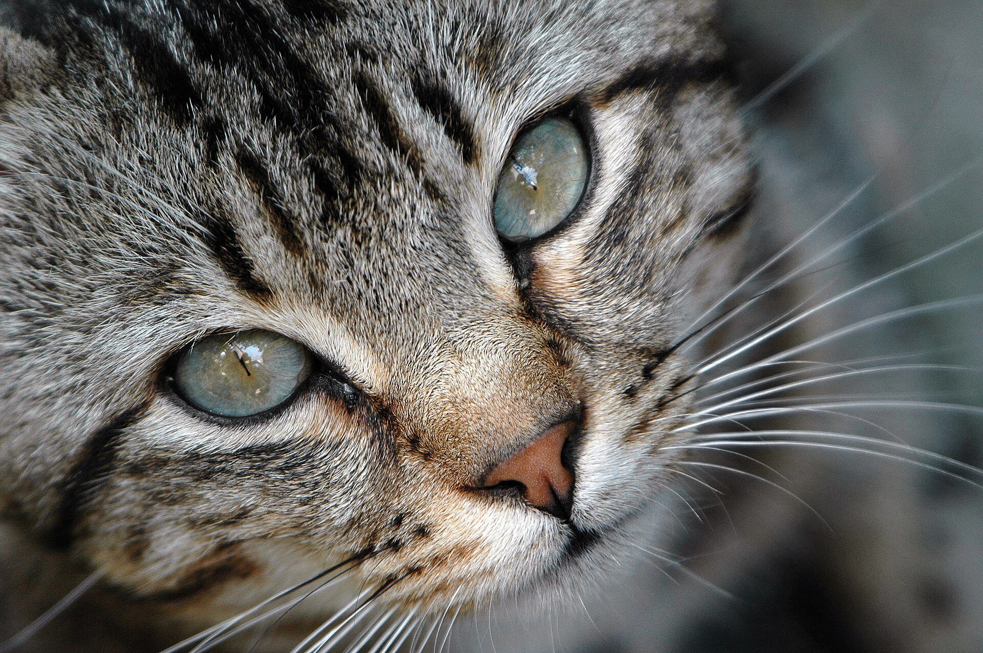 Close-up of a tabby cat's eyes