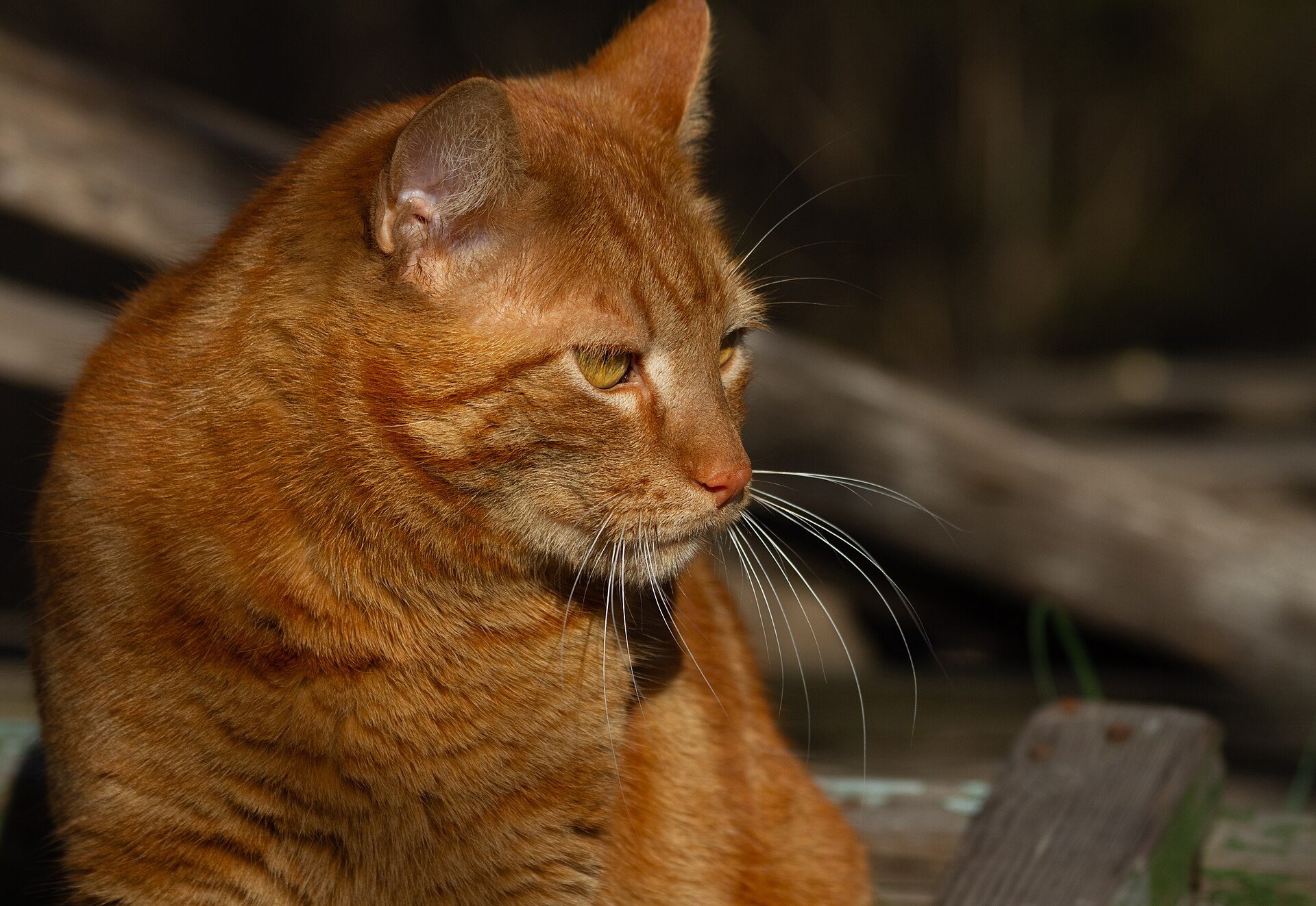 An orange cat in warm light