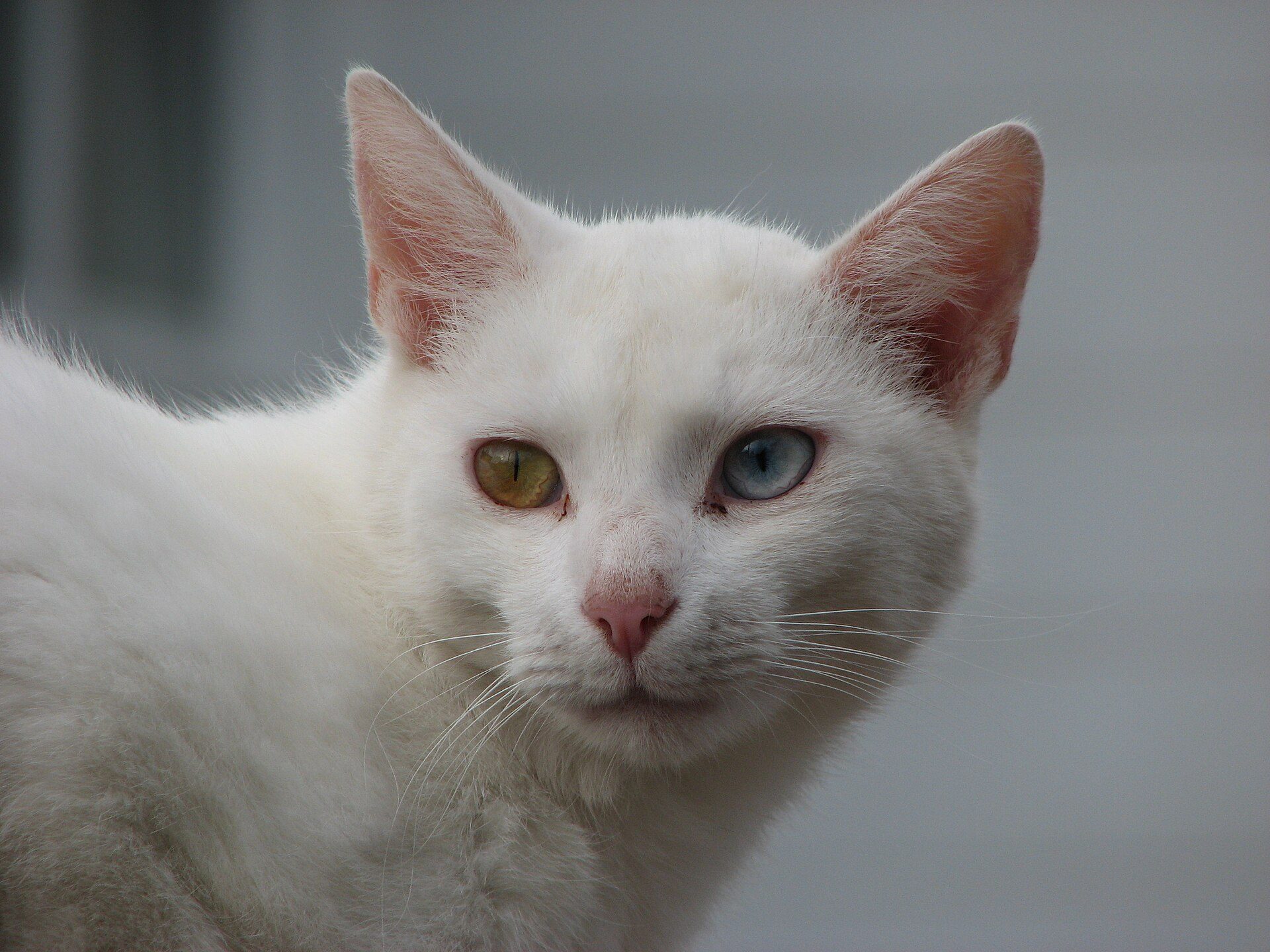 A white cat with one blue eye and one gold eye