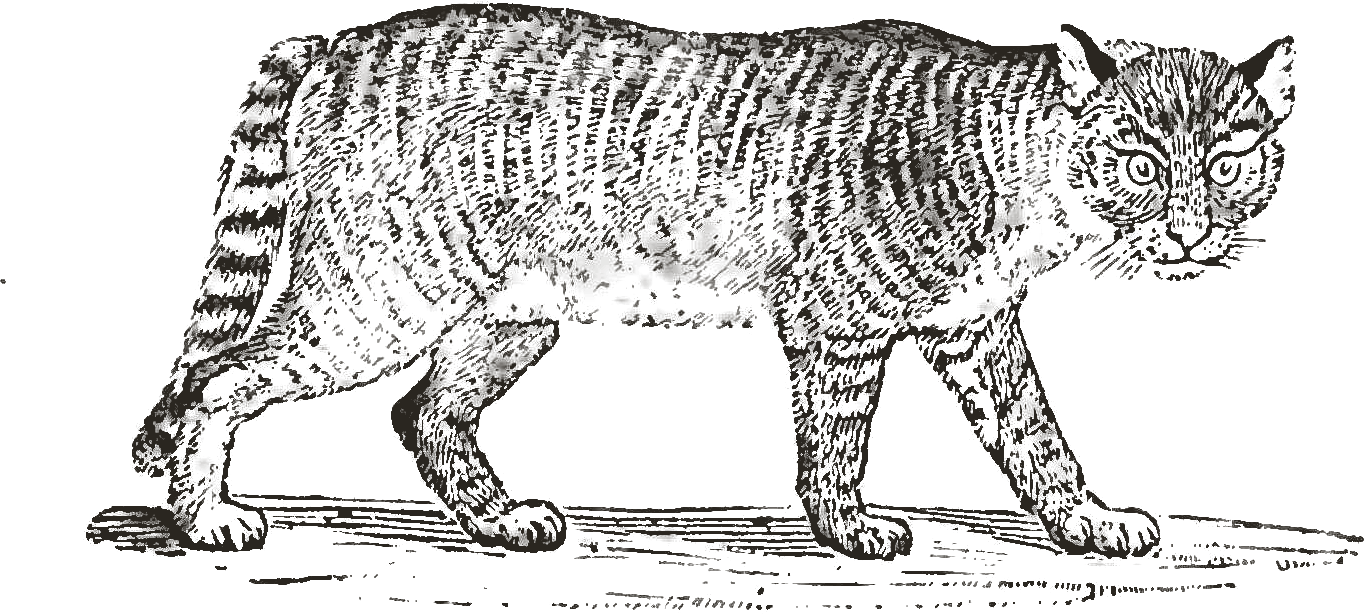 Wood engraving of a cat by Thomas Bewick