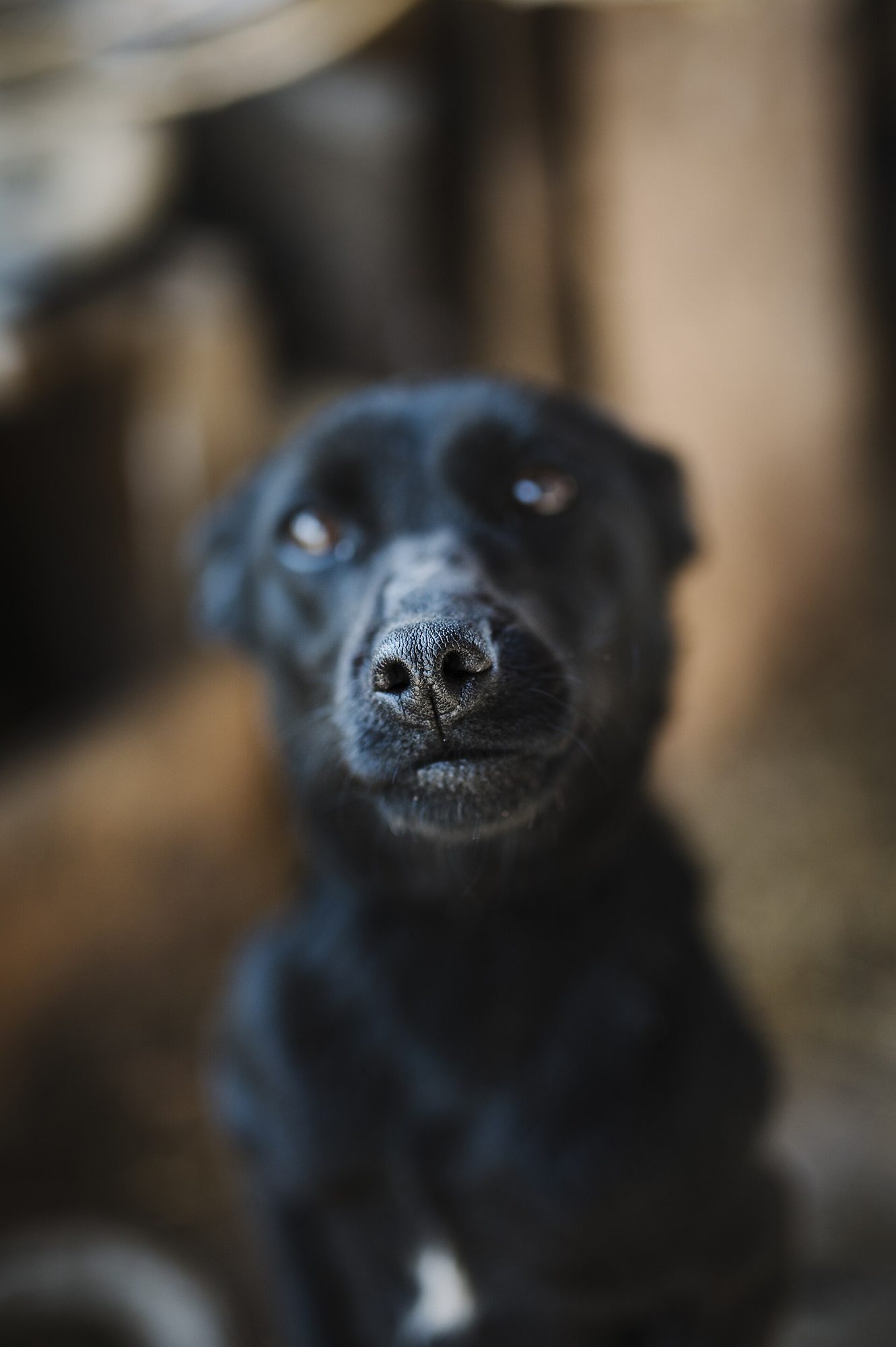 A black dog looking straight at the camera