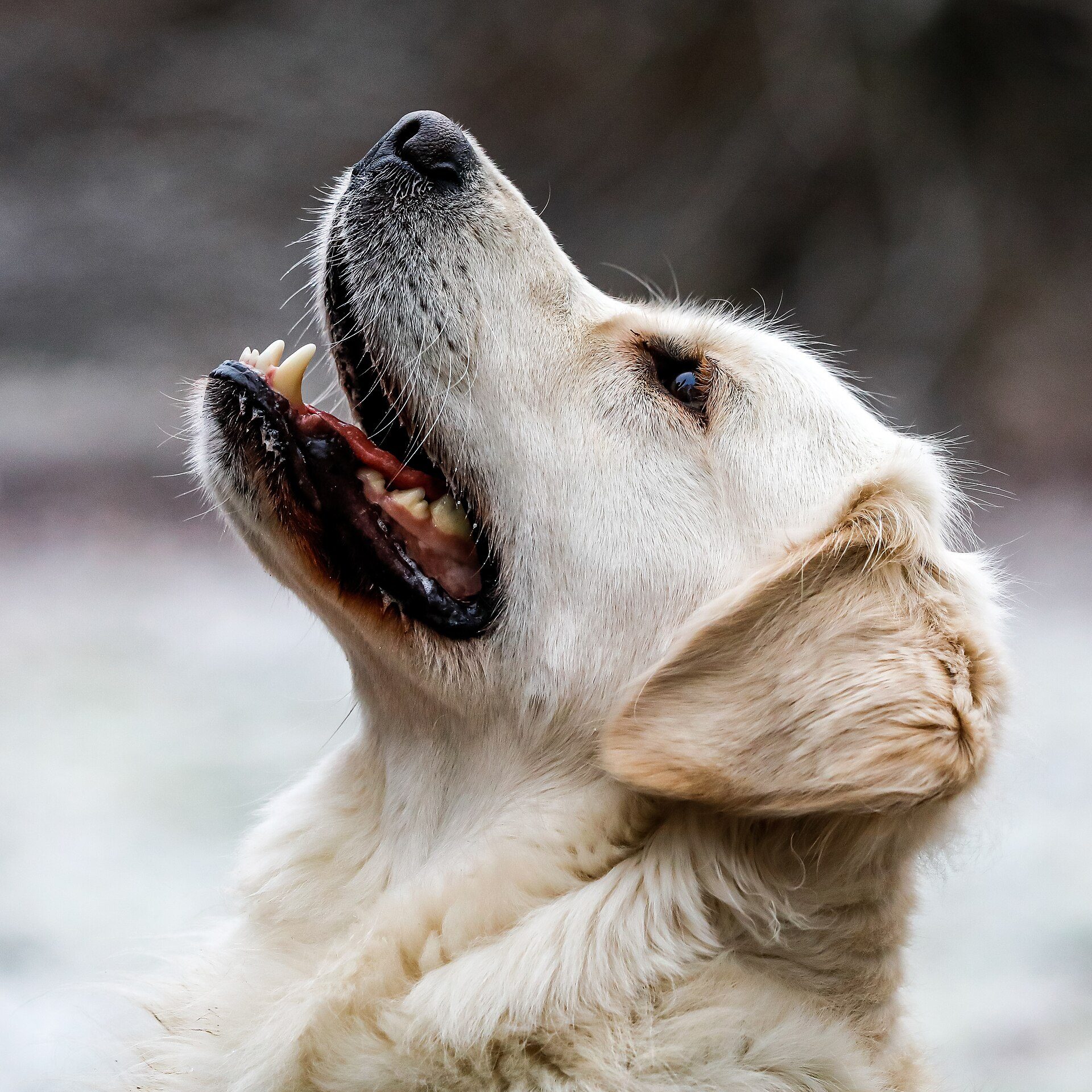 A cream dog looking upward