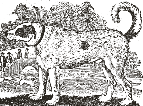 Wood engraving of a Newfoundland dog by Thomas Bewick