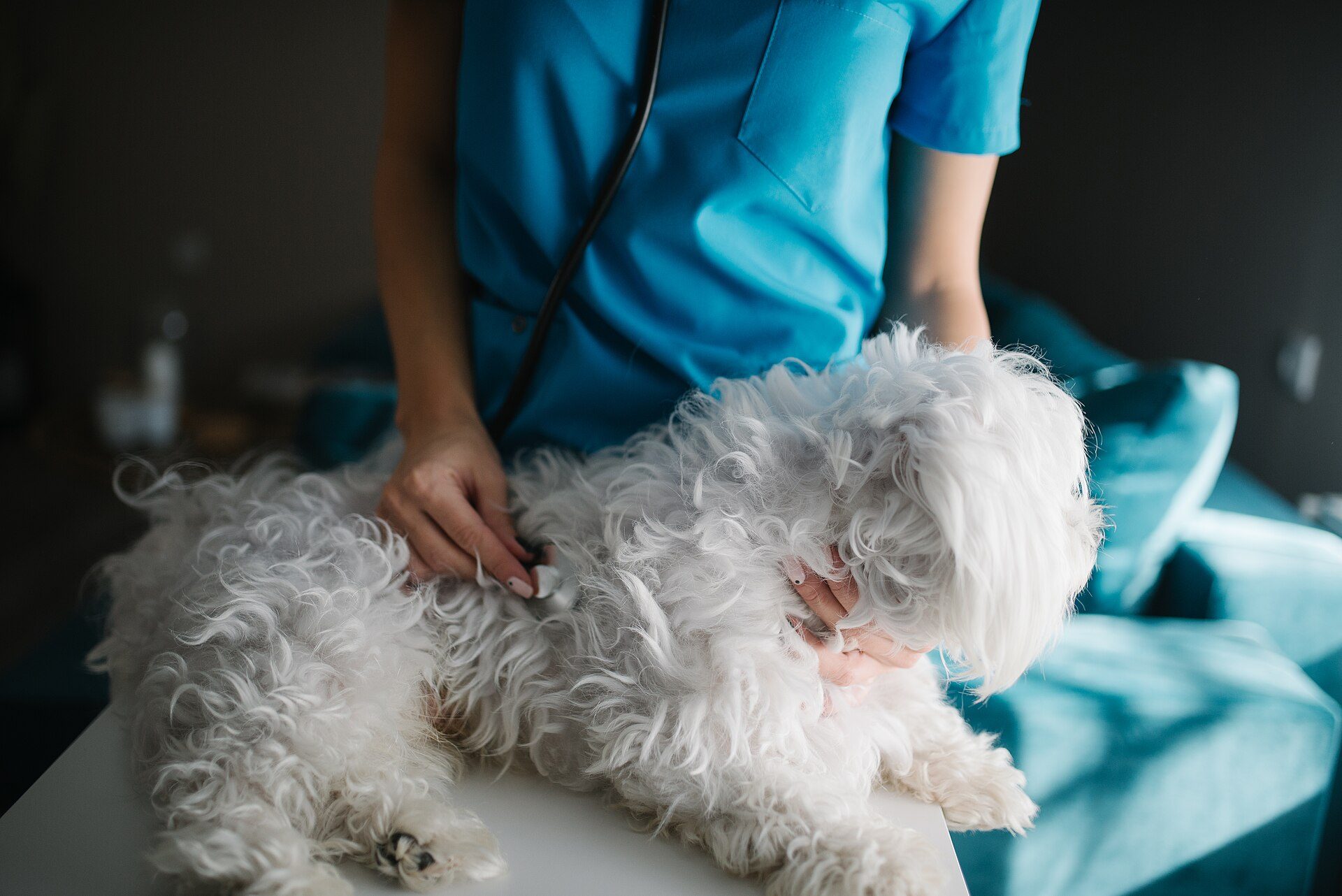 A veterinarian examining a small white dog