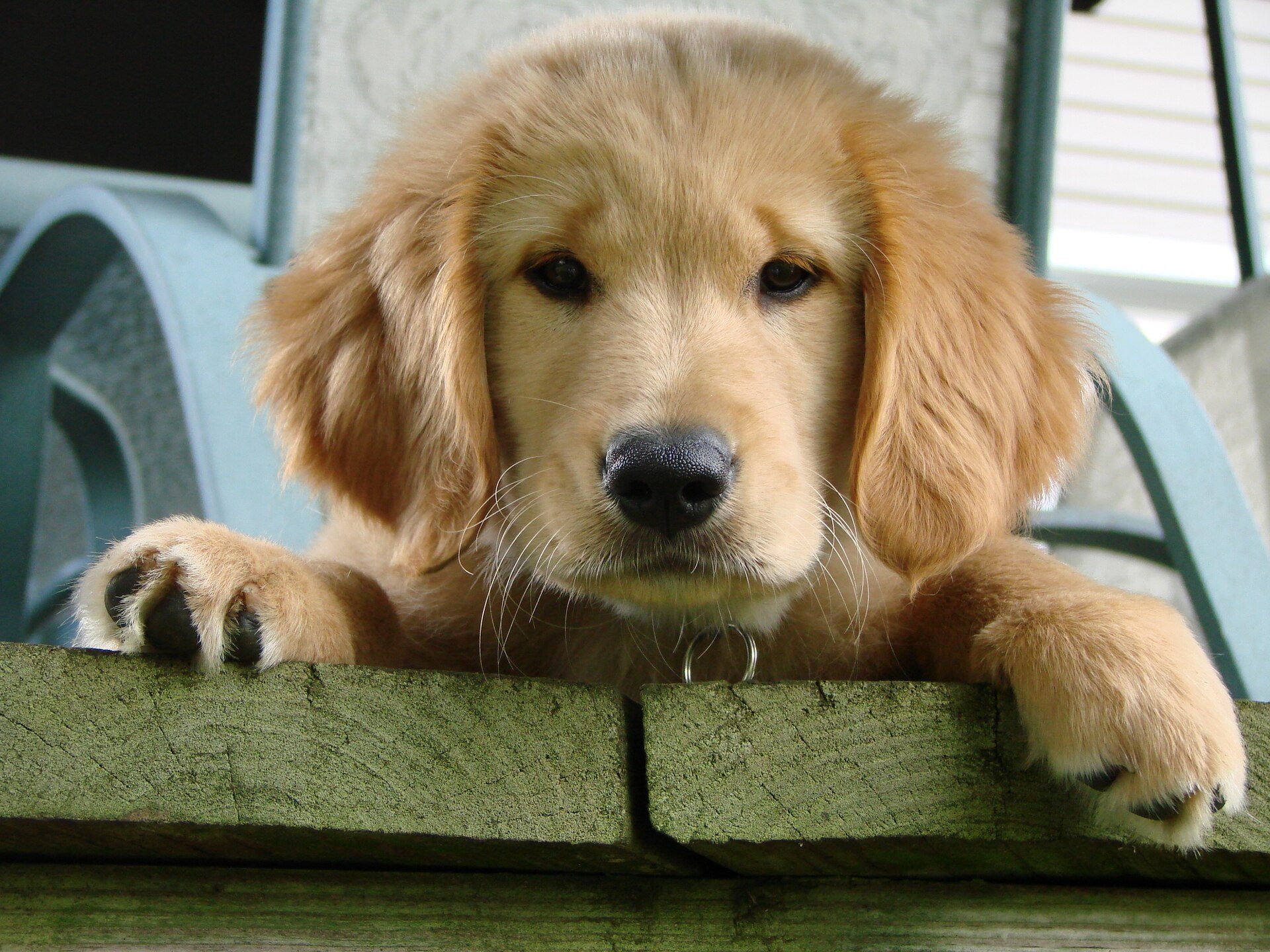A golden retriever puppy resting its head on a wooden ledge