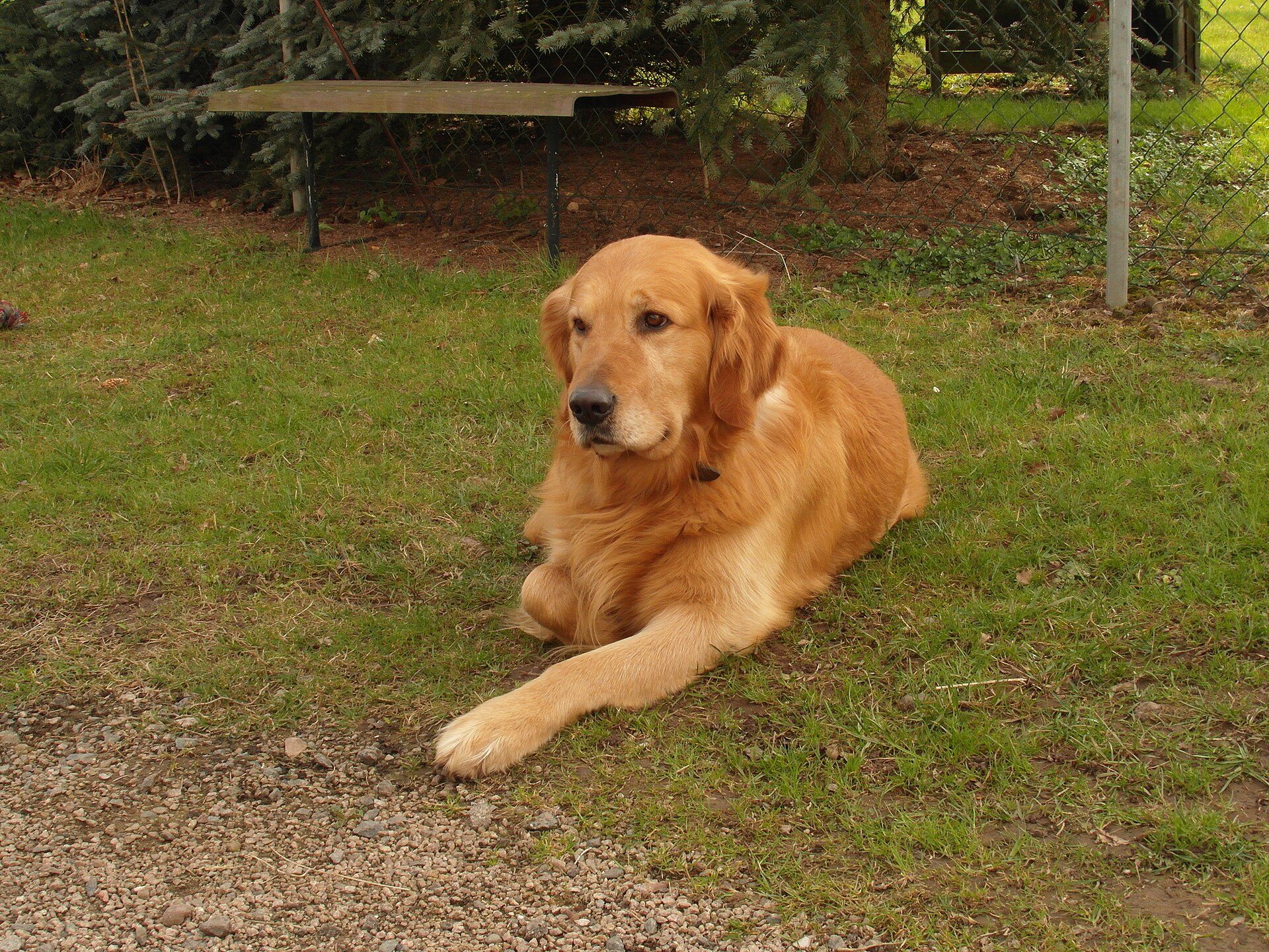 A golden retriever resting on the grass