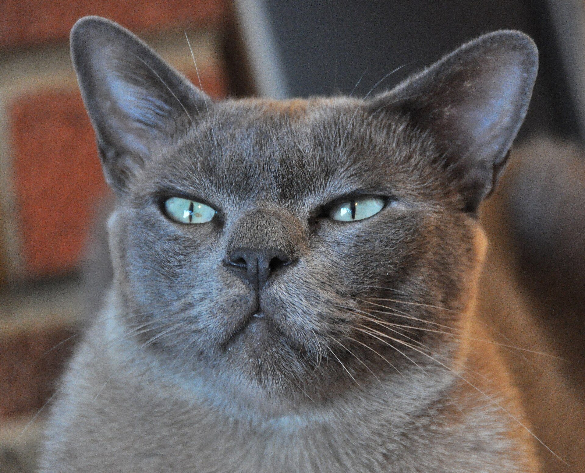 A grey cat with pale blue eyes