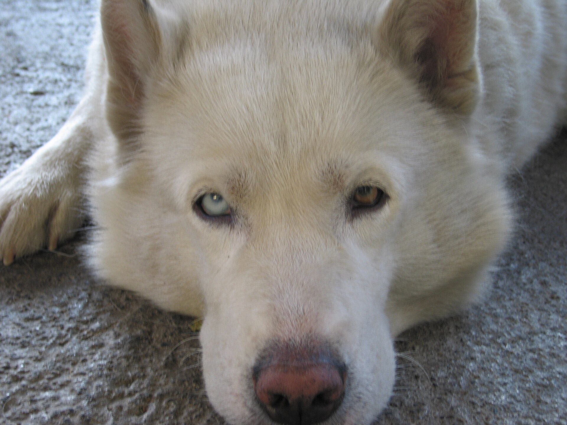 A white husky resting with pale blue eyes