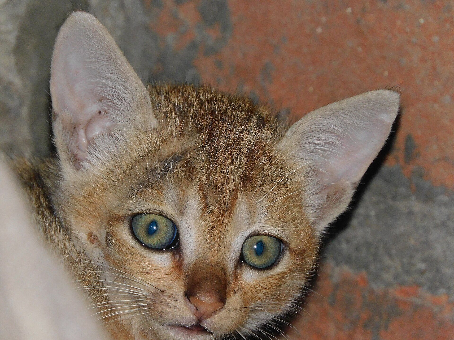 A small kitten with wide green eyes