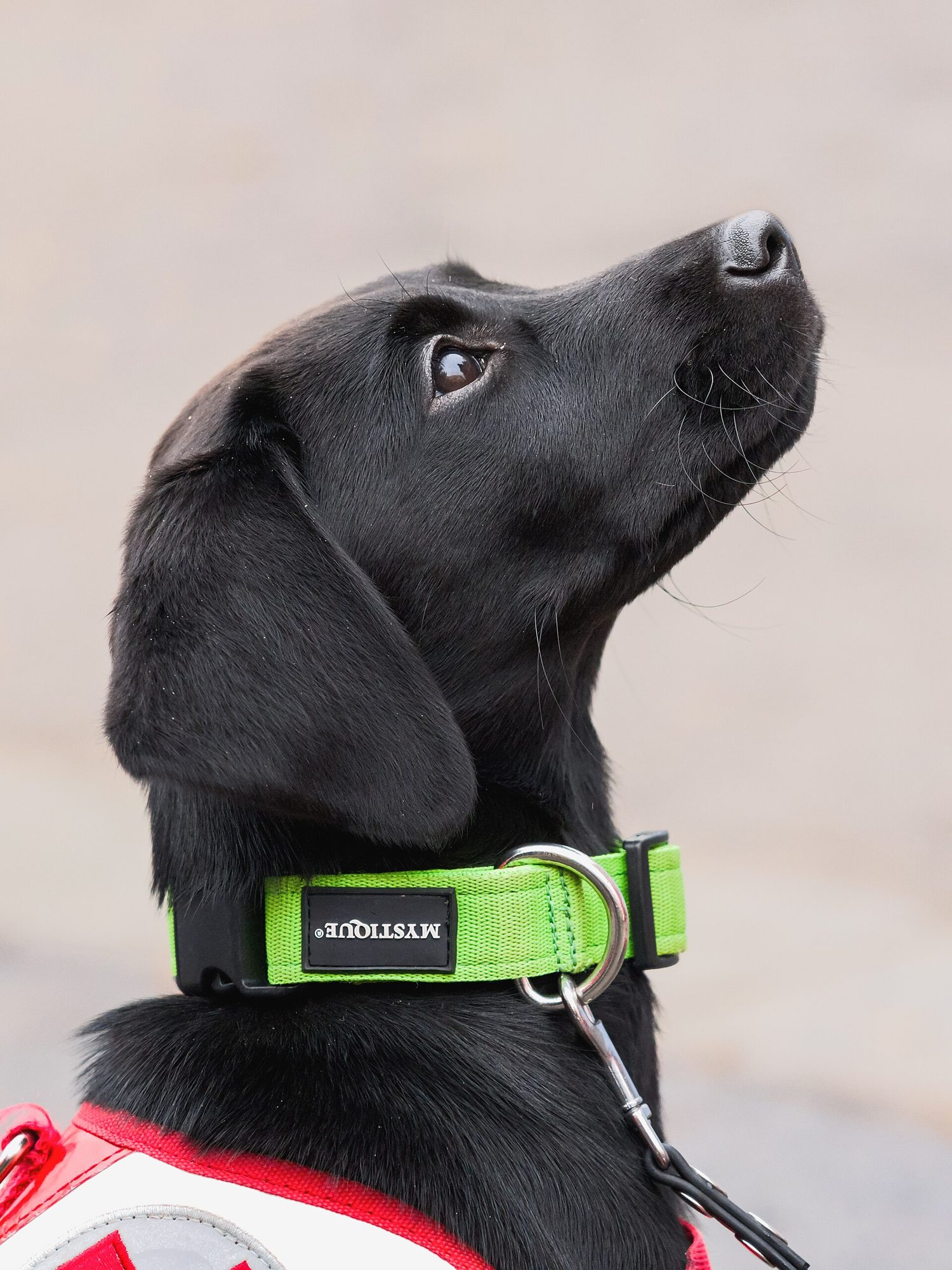 A black labrador looking up attentively